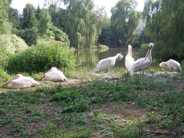 Zoo Schmieding 27.07.08 - 