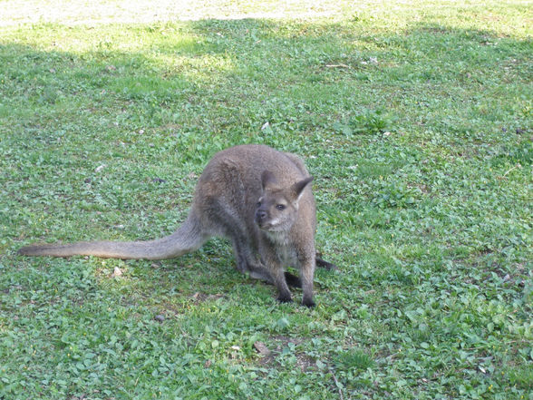 Zoo Schmieding 27.07.08 - 