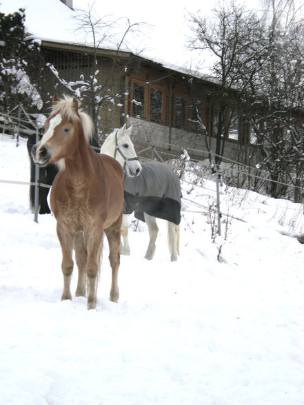 Mein Hobby, mein Pferd und ich - 