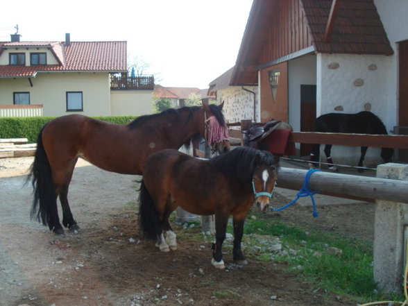 ~MY HoRsEs~ - 