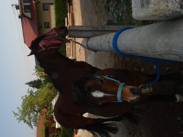 ~MY HoRsEs~ - 