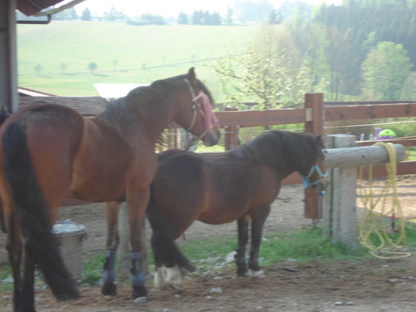 ~MY HoRsEs~ - 