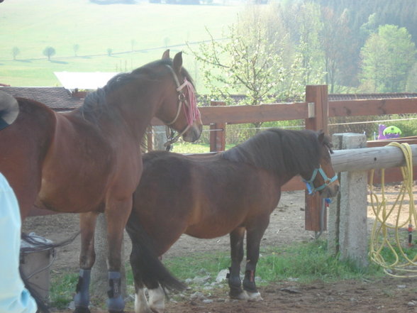 ~MY HoRsEs~ - 