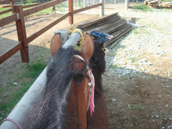 ~MY HoRsEs~ - 