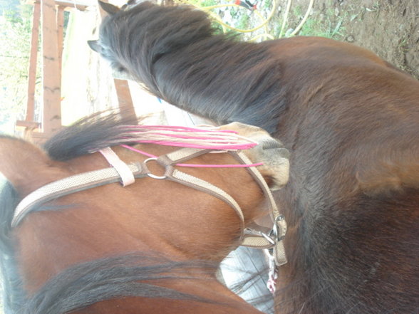 ~MY HoRsEs~ - 