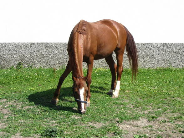 Ich und meine Tierchen! - 