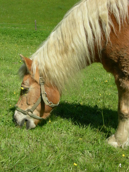 Ich und meine Tierchen! - 