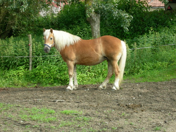 Ich und meine Tierchen! - 