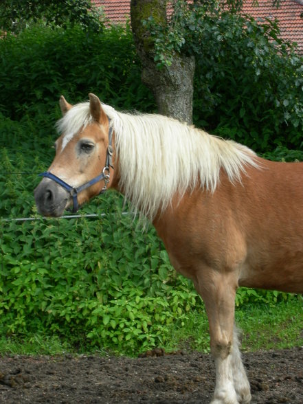 Ich und meine Tierchen! - 