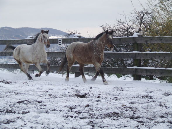 Fun im Schnee - 