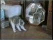 Crazy cats - 