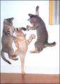 Crazy cats - 