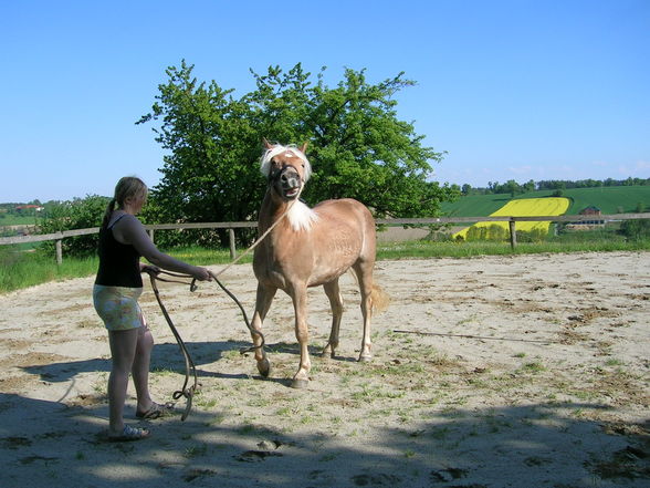 my pferdde da weiko und da aaron - 