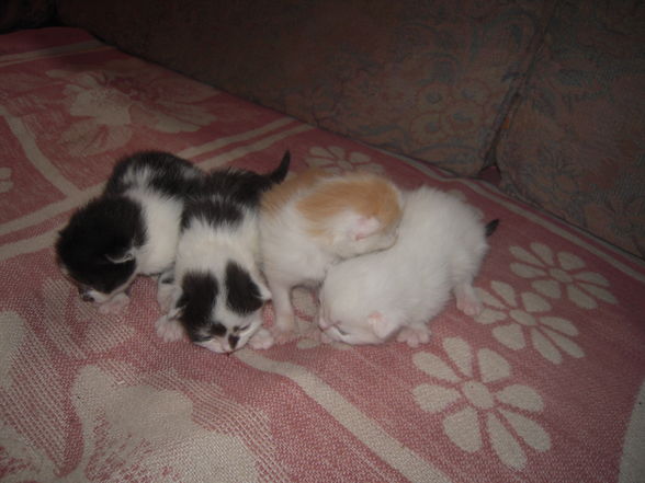 katzen babys - 