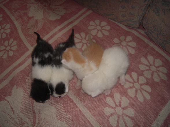 katzen babys - 