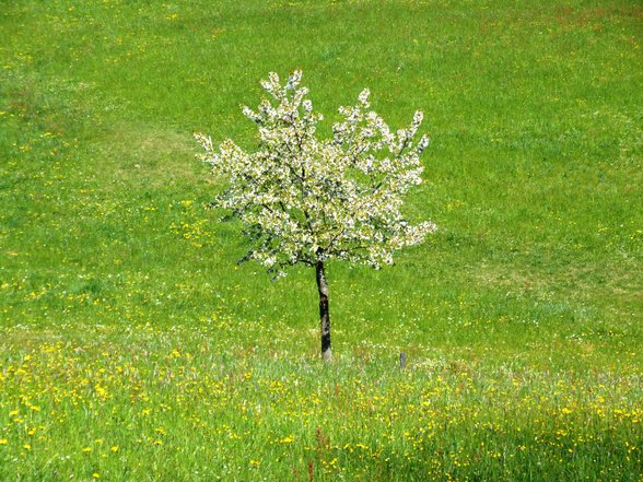 Formen und STein Farbe und Baum - 