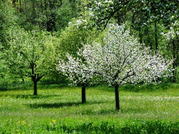 Formen und STein Farbe und Baum - 