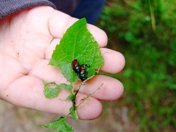 LandSchulwoche Klaffer - 