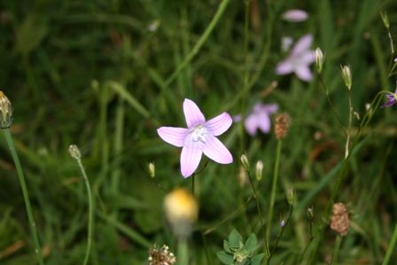 Natur pur :) - 