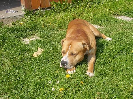 Meine 2 Bodyguardhunde zeus und akyra - 