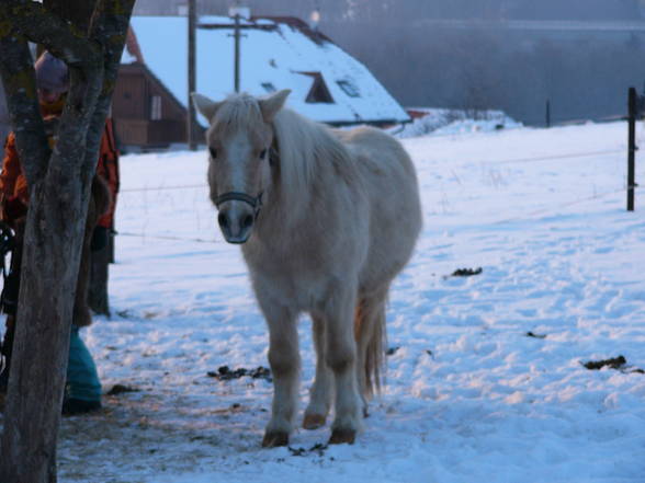 meine Tiere!!!! - 