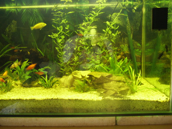 ***Mein Aquarium*** - 