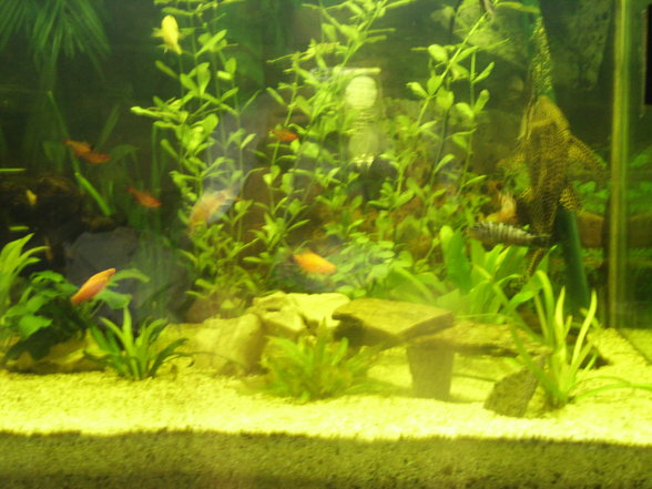 ***Mein Aquarium*** - 