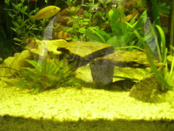 ***Mein Aquarium*** - 