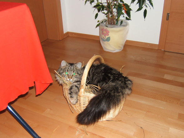 Unser Kater - 