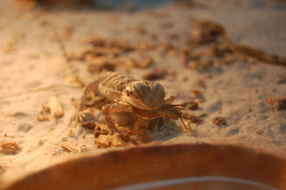 meine tierchen - 