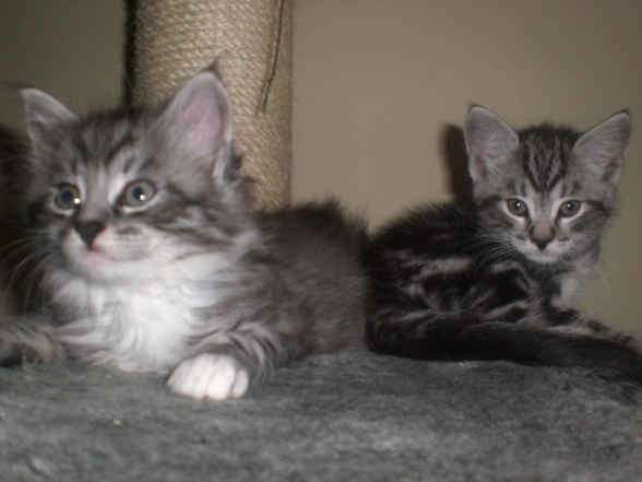 UNSERE KATZENBABYS - 