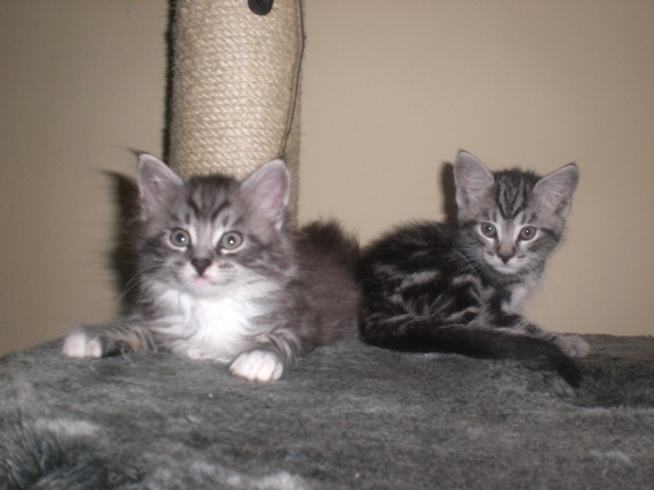 UNSERE KATZENBABYS - 