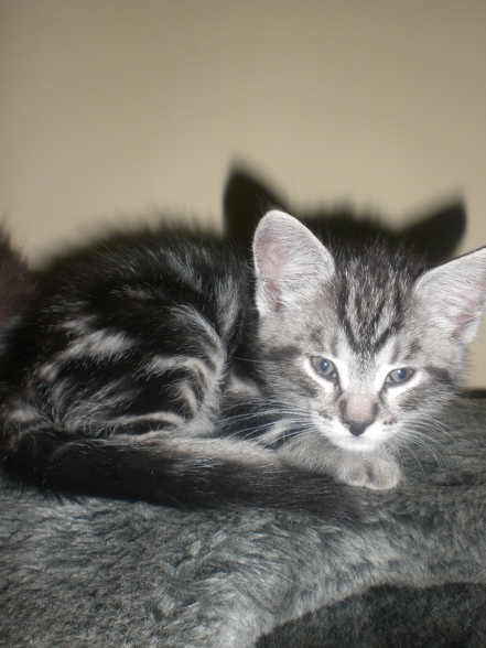 UNSERE KATZENBABYS - 