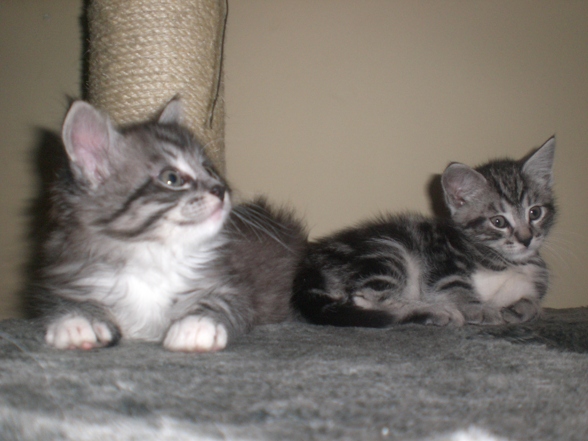 UNSERE KATZENBABYS - 