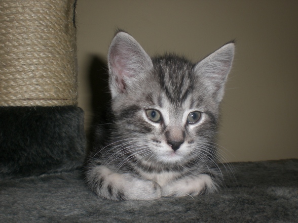 UNSERE KATZENBABYS - 