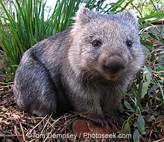 Ja das ist ein Wombat! - 