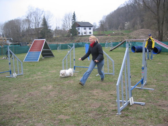 Agility ÖGV Schwanenstadt - 