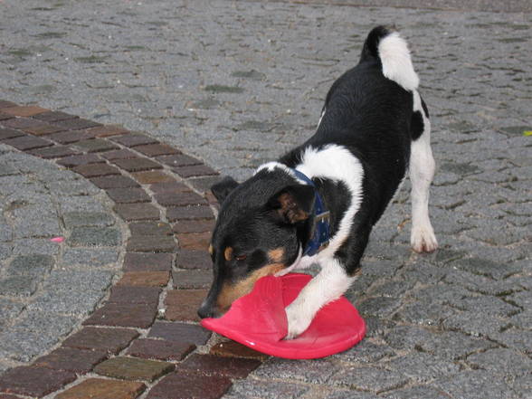 Mein Jack Russell Desmo - 