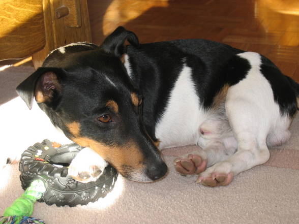 Mein Jack Russell Desmo - 