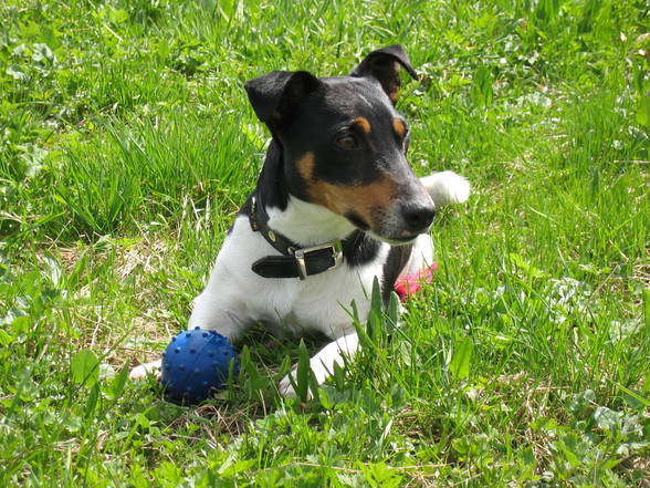 Mein Jack Russell Desmo - 