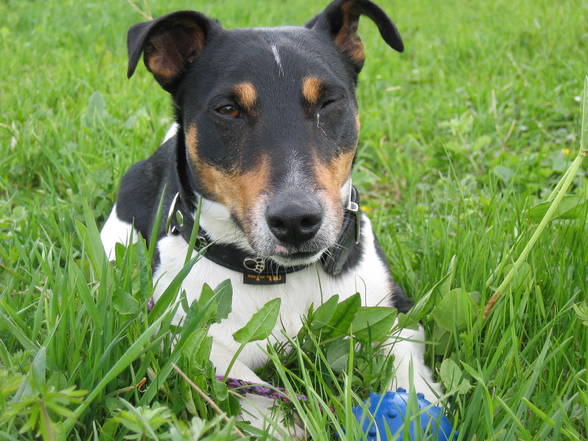 Mein Jack Russell Desmo - 