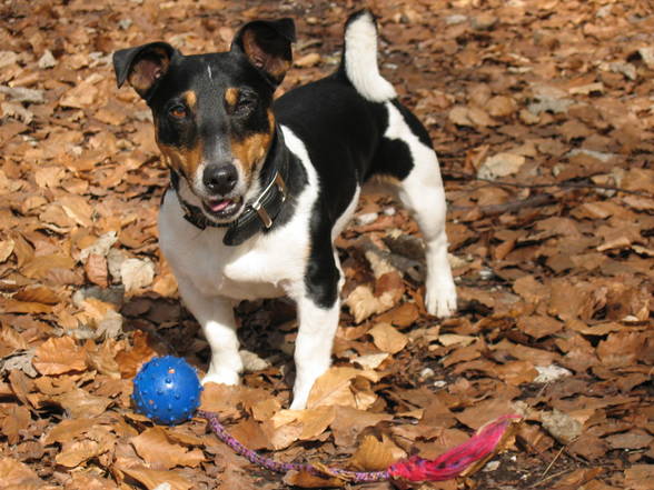 Mein Jack Russell Desmo - 