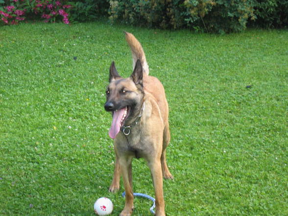 Malinoi Eika - 