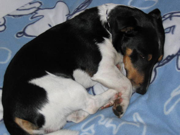 Mein Jack Russell Desmo - 