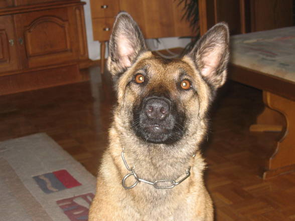 Malinoi Eika - 