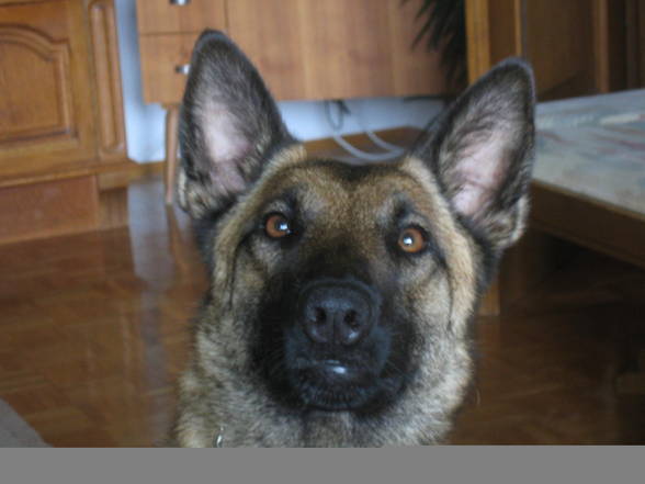 Malinoi Eika - 