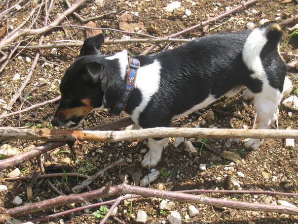 Mein Jack Russell Desmo - 