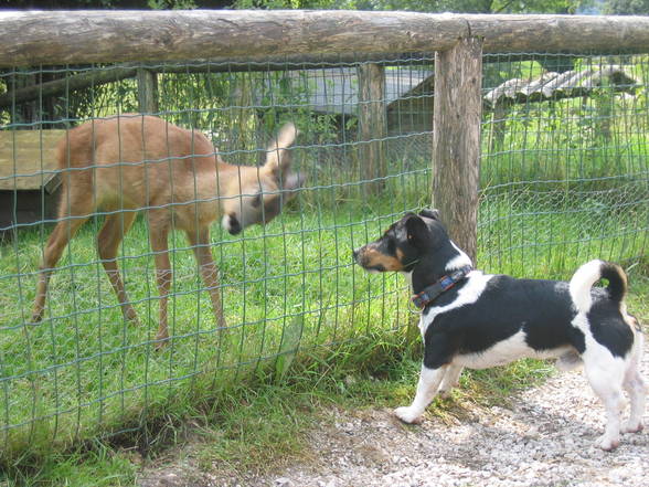 Mein Jack Russell Desmo - 