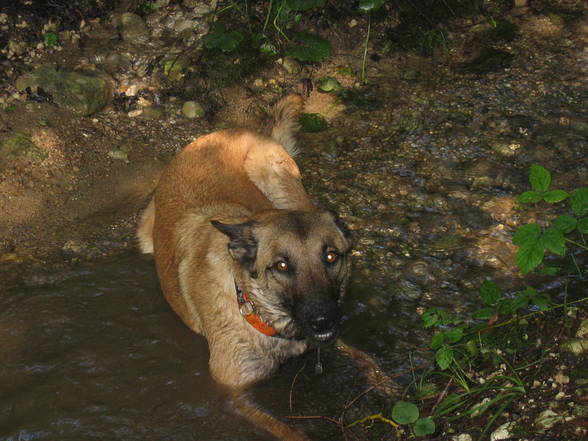 Malinoi Eika - 