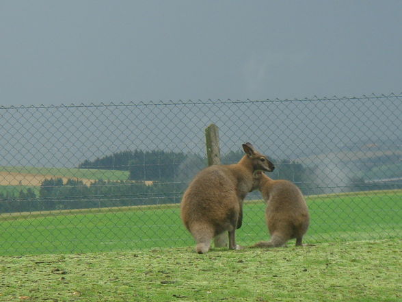 Tierpark Altenfelden - 